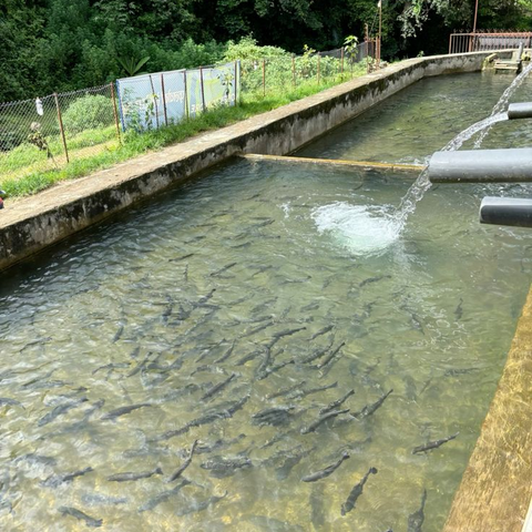 Home fishpond 480x480