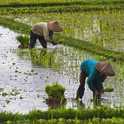 Home rice farm 480x480
